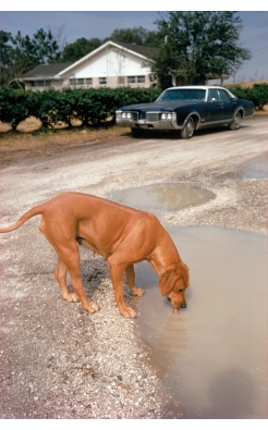 William Eggelston, Algiers, LA