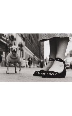 Elliott Erwitt, Untitled (Chihuahua New York City), 1946