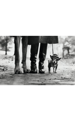 Elliott Eriwtt, Untitled (Dog Legs, New York City), 1974