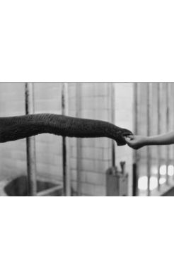 Elliott Erwitt, Handfeeding Snuffle