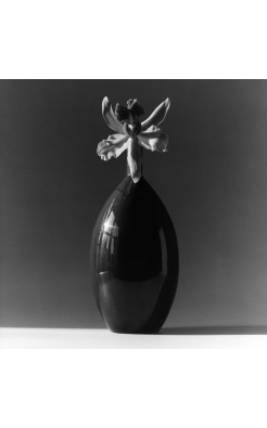 Robert Mapplethorpe, Flower, 1981