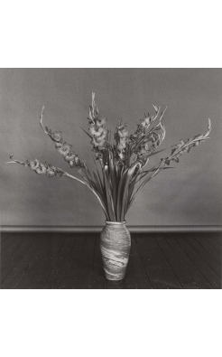 Robert Mapplethorpe, Gladioli, 1979