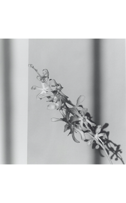 Robert Mapplethorpe, Orchid, 1980