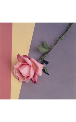 Robert Mapplethorpe, Rose, 1987