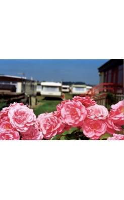 Martin Parr, Flowers West Bay, England, 1999