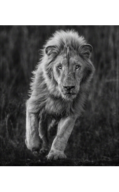 David Yarrow, Thor, 2018