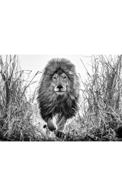 David Yarrow, Fully Engaged, 2022