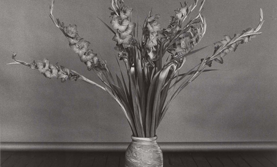 Robert Mapplethorpe, Gladioli, 1979