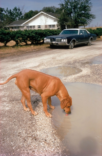 William Eggelston, Algiers, LA