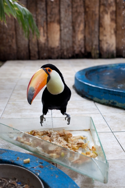 Wolfgang Tillmans, Tucan