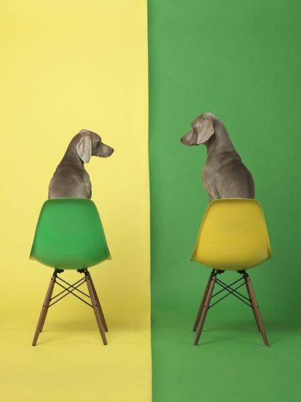 William Wegman, Yellow Two Green, 2015