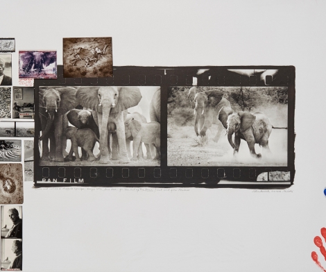 Peter Beard, Cows and Calves at Buffalo Springs, Kenya, June, 1960