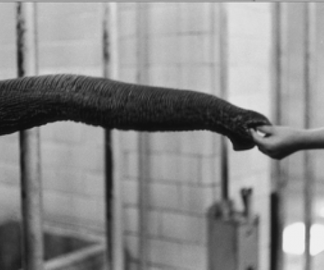 Elliott Erwitt, Handfeeding Snuffle