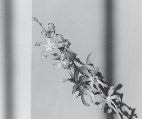 Robert Mapplethorpe, Orchid, 1980 Robert Mapplethorpe, Orchid, 1980