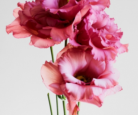 Rankin, Embrace 10, 2024 Rankin, Embrace 10, 2024