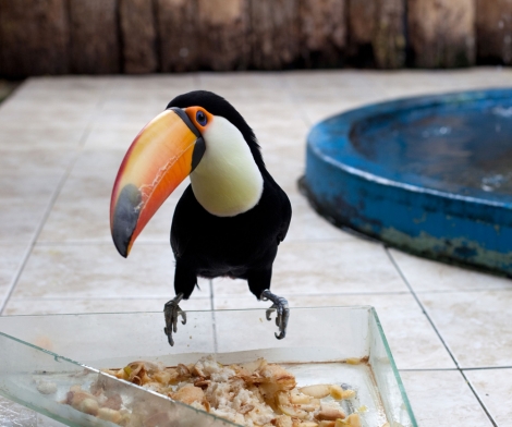 Wolfgang Tillmans, Tucan