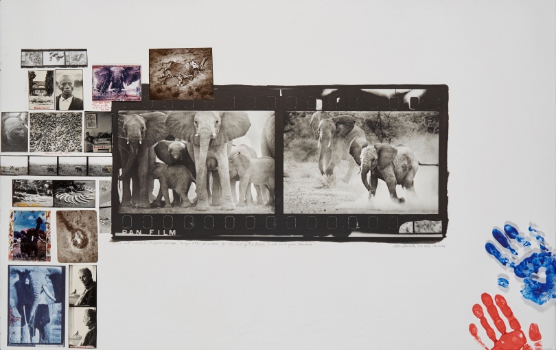 Peter Beard, Cows and Calves at Buffalo Springs, Kenya, June, 1960