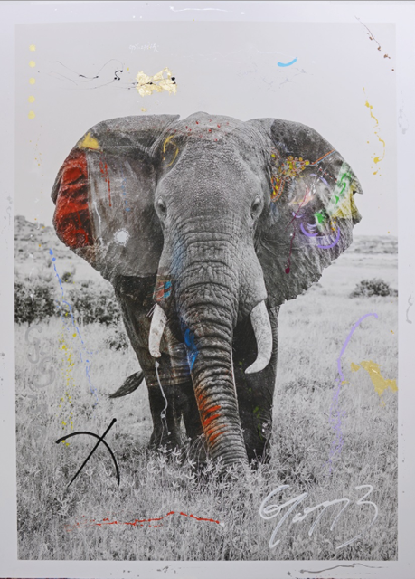 Arno Elias, Tembo 9, 2017 Arno Elias, Tembo 9, 2017