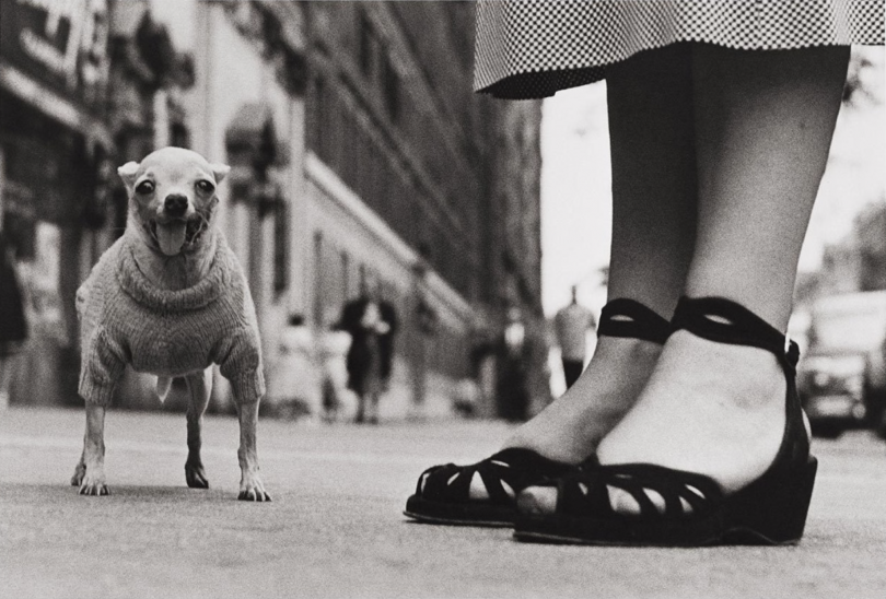 Elliott Erwitt, Untitled (Chihuahua New York City), 1946