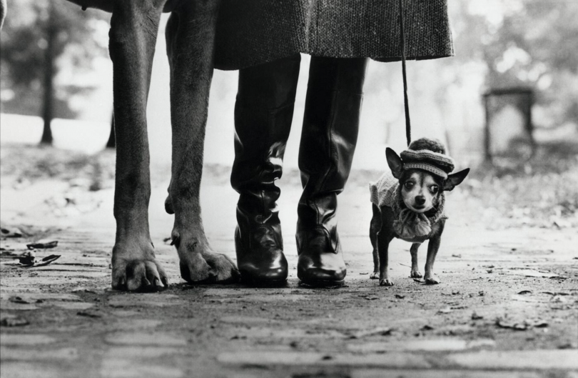 Elliott Eriwtt, Untitled (Dog Legs, New York City), 1974