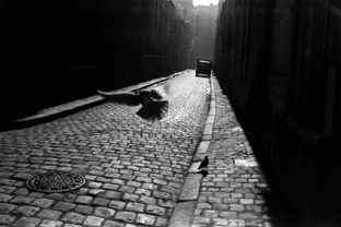 Elliott Erwitt, Pigeon in Cobbled Street, Orleans, France Elliott Erwitt, Pigeon in Cobbled Street, Orleans, France