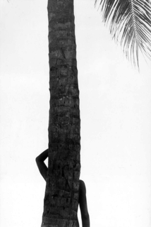 Elliott Erwitt, Palm Tree in Silhouette