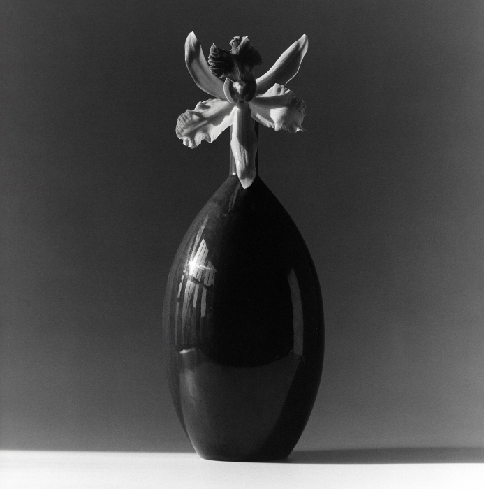 Robert Mapplethorpe, Flower, 1981