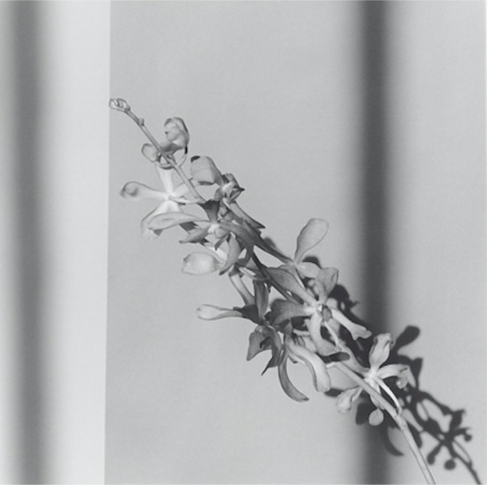 Robert Mapplethorpe, Orchid, 1980 Robert Mapplethorpe, Orchid, 1980