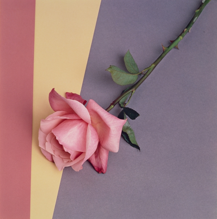 Robert Mapplethorpe, Rose, 1987