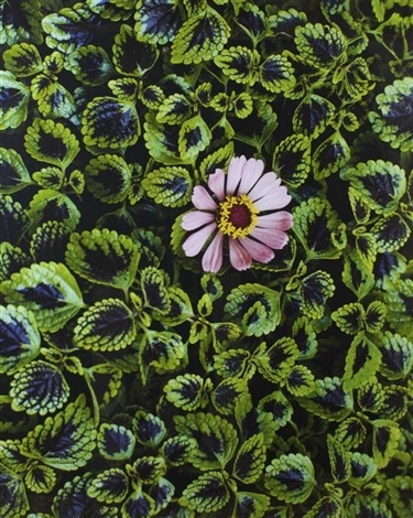 Steve McCurry, Monsoon Flower, 2007 Steve McCurry, Monsoon Flower, 2007