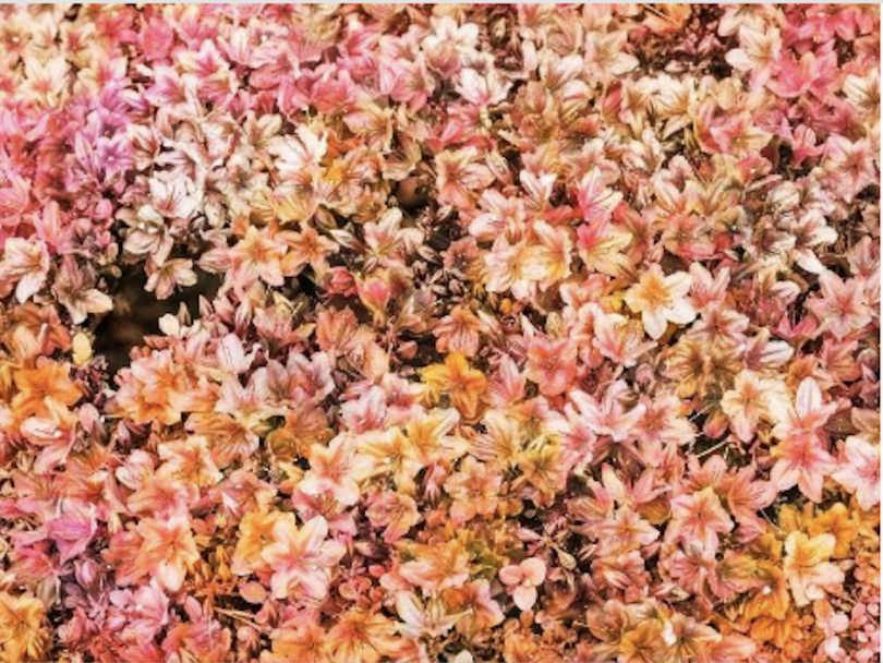 Trevor Paglen, Bloom, 2021 Trevor Paglen, Bloom, 2021
