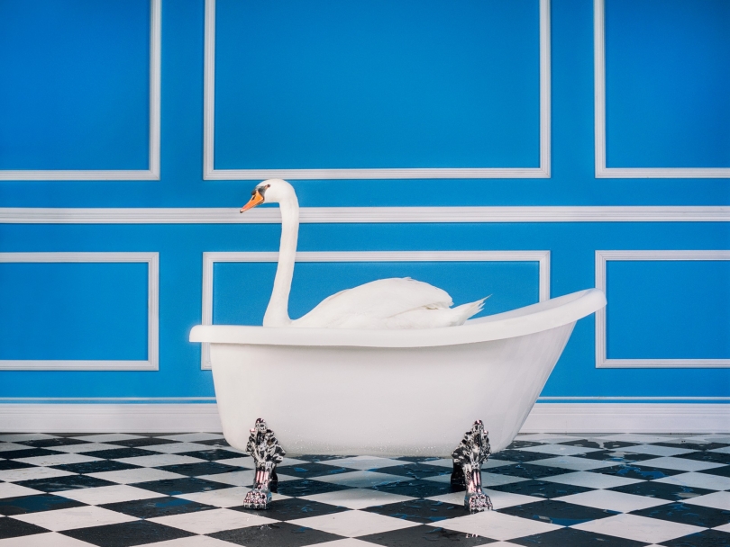 Tyler Shields, The Swan, 2020