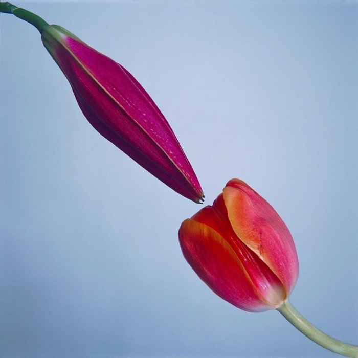 Tyler Shields, Pollination, 2019 Tyler Shields, Pollination, 2019
