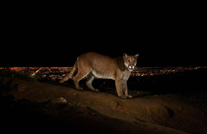 Stever Winter, LA Cougar P22, Hollywood Hills Stever Winter, LA Cougar P22, Hollywood Hills