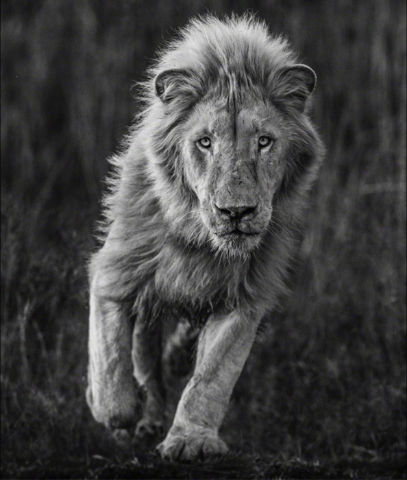 David Yarrow, Thor, 2018