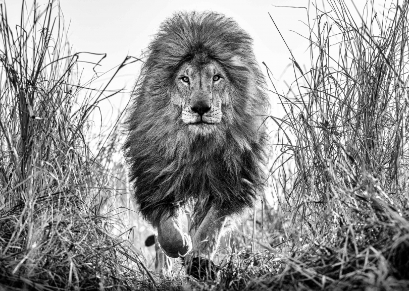 David Yarrow, Fully Engaged, 2022