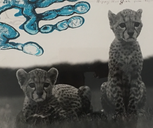 Orphaned Cheetah Cubs, Mweiga National Park, Kenya, for The End of the Game