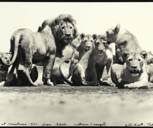 Peter Bear, Pride of Lions