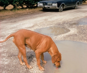 William Eggelston, Algiers, LA William Eggelston, Algiers, LA
