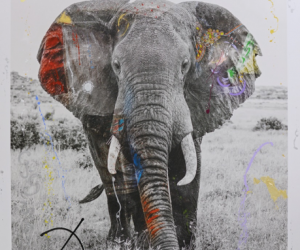 Arno Elias, Tembo 9, 2017 Arno Elias, Tembo 9, 2017