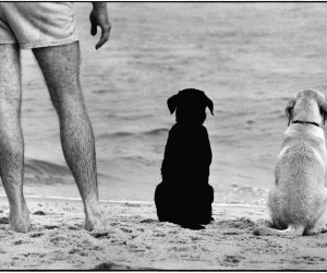 Elliott Erwitt, Amagansett, New York, 1990