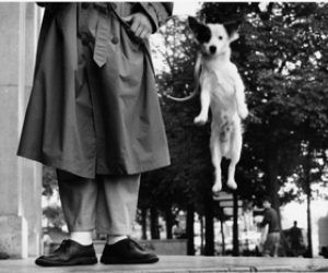 Elliott Erwitt, Paris, France, Dog Jumping, 1989