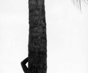 Elliott Erwitt, Palm Tree in Silhouette Elliott Erwitt, Palm Tree in Silhouette