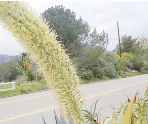 Mulholland near Runyon Canyon, Karen Halverson, 1991