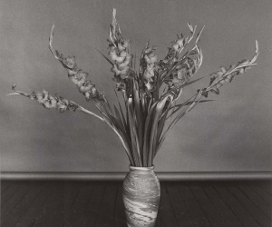 Robert Mapplethorpe, Gladioli, 1979 Robert Mapplethorpe, Gladioli, 1979