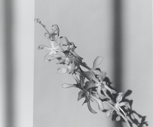 Robert Mapplethorpe, Orchid, 1980