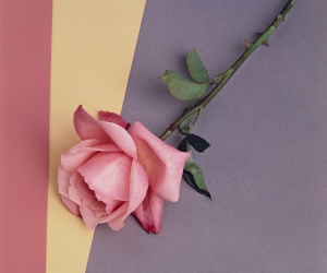 Robert Mapplethorpe, Rose, 1987 Robert Mapplethorpe, Rose, 1987
