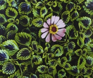 Steve McCurry, Monsoon Flower, 2007