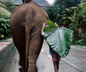 Steve McCurry, Young Man Walks Behind Elephant