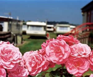 Martin Parr, Flowers West Bay, England, 1999 Martin Parr, Flowers West Bay, England, 1999